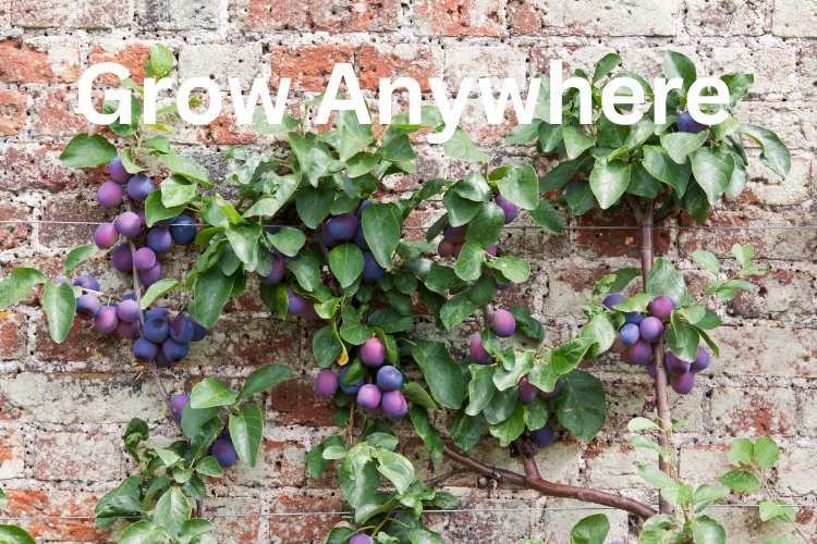 grow victoria plum trees in any garden even up a wall
