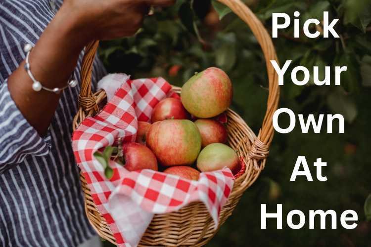 picking your own fruit at home