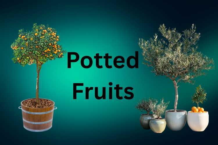 fruit trees in containers
